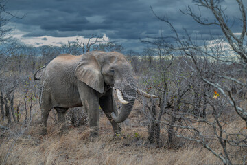 Tusker elephant in Kruger Park