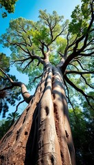 Ancient tree reaching skyward with weathered bark and lush canopy, symbolizing strength and life,  evergreen,  vegetation