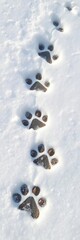 Animal paw prints in fresh snow, showing a recent path,  tracks,  nature