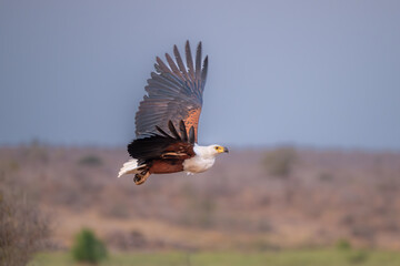 African fish eagle in flight