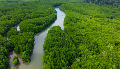 An aerial view of a winding river cutting through a dense, vibrant green mangrove forest, showcasing a vital tropical ecosystem. Serene and untouched nature.