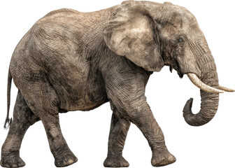 Fototapeta premium Majestic african elephant walking gracefully with large tusks