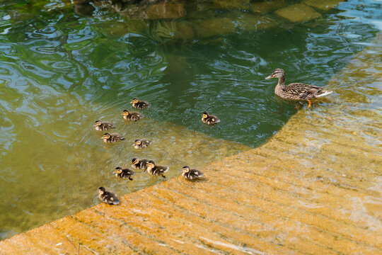 Mallard ducks on a lake in a park