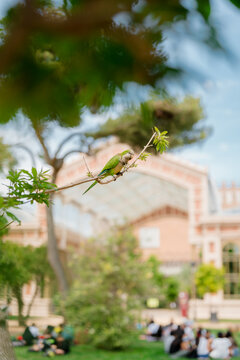Parrots in a park on a sunny day