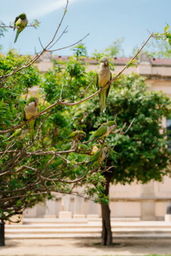 Parrots in a park on a sunny day