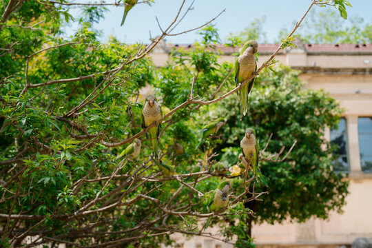 Parrots in a park on a sunny day