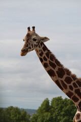 A giraffe with a cloudy background