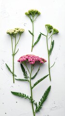 Yarrow Flowers - A Botanical Arrangement of Achillea Millefolium.