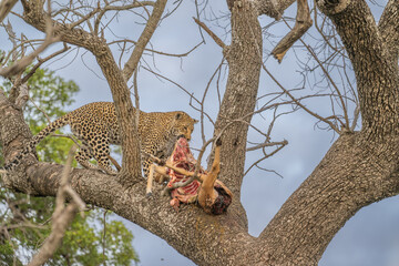 Leopard high up in a tree feeding on slain impala