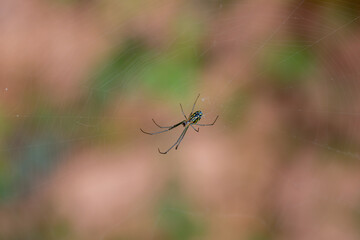 colorful spider resting on its web