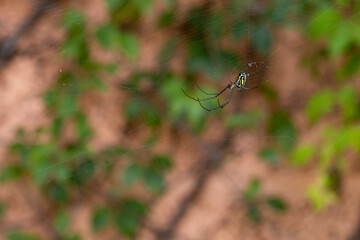 colorful spider resting on its web