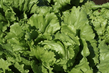 A tight overhead view of the Green Leaf Lettuce, Lactuca sativa var. crispa, showcasing a lush carpet of edible, wrinkled foliage