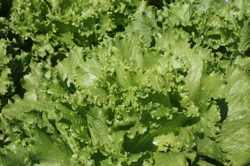 green lettuce background