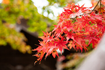 Red maple leaves before a temple of Japan.