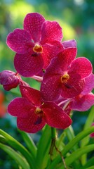 Vanda Orchid Bloom in Vivid Magenta
