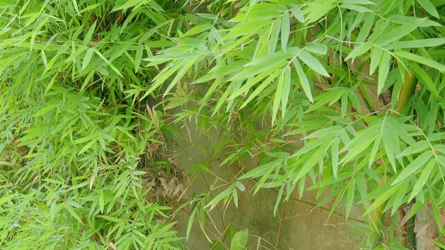 Bamboo leves background, green leaf wind blowing nature forest field growth beauty spring foliage herb summer tropical
