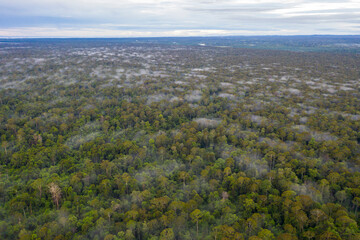 Naklejka premium Aerial view of the Borneo rainforest at Klias Forest Reserve, Beaufort Sabah.