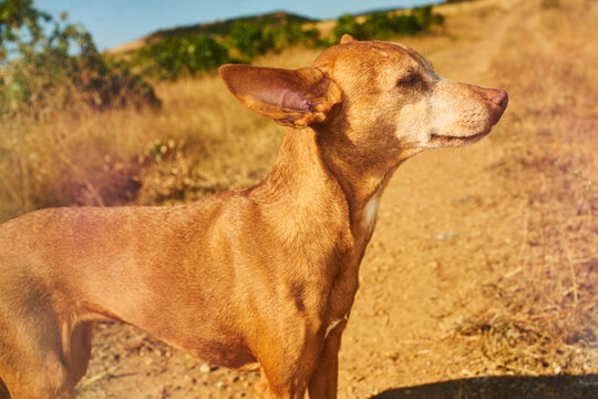 Dog enjoying a day in the countryside, soaking up the sun