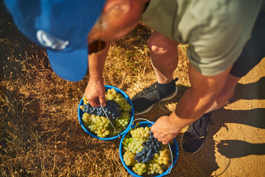 Picker man finishing the grape harvest