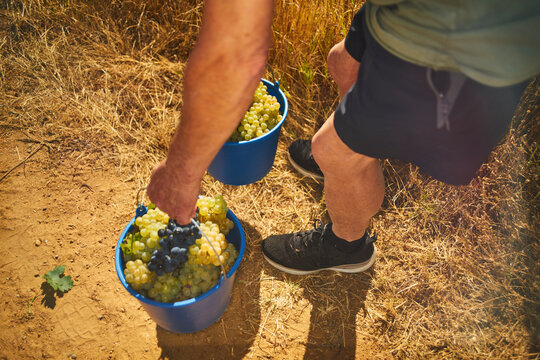 Picker man finishing the grape harvest