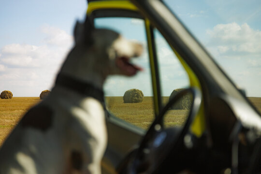 Dog Sitting in Vehicle Overlooking Hay Bales in Countryside Landscape