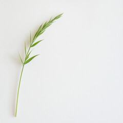 Fototapeta premium Fresh sprig of grass stands elegantly against clean white background, showcasing its vibrant green color and delicate structure