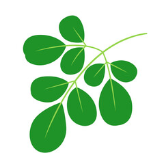 Moringa Leaf Illustration