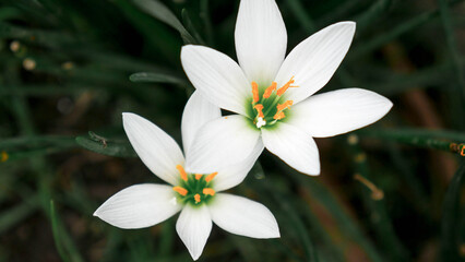 Beautiful White Rain Lily Flowers in Bloom Close Up