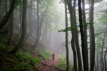 Man Walking Through a Misty Forest Path Surrounded by Tall Trees