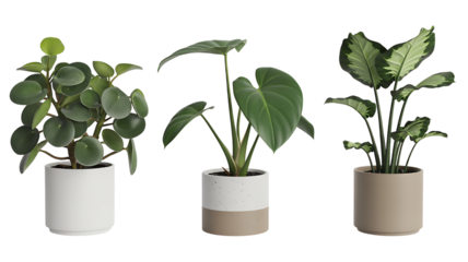 Plants isolated on transparent background