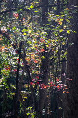 Obraz premium autumn leaves