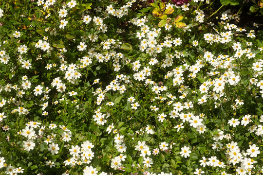 Bidens alba flowers in public garden NYC