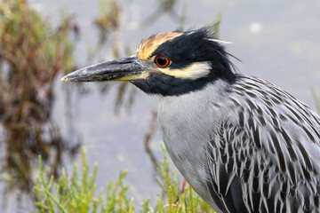 Yellow-crowned Night Heron Close-Up Portrait