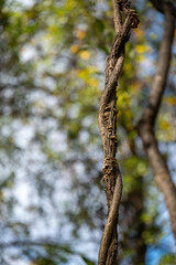 tree closeup