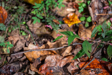 pink flower close up