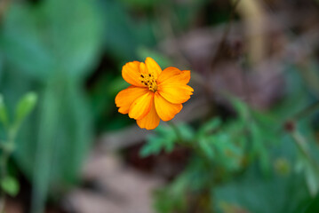 orange flower