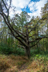 Obraz premium maryland's champion white oak