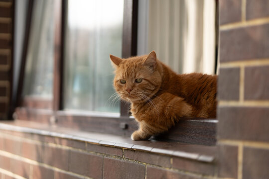 Ginger cat resting on brick window ledge
