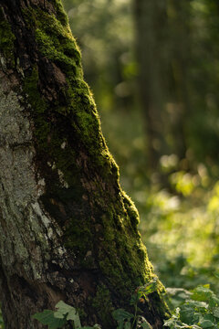 Moss growing on tree trunk in forest sunlight
