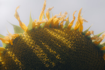 Sunflower in Decline: Seeds and Spirals
