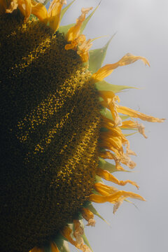 Sunflower in Decline: Seeds and Spirals
