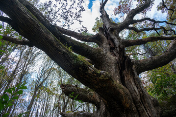 maryland's champion white oak