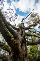 Fototapeta premium maryland's champion white oak