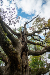 Obraz premium maryland's champion white oak