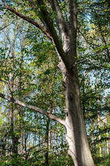 Fototapeta premium hiking views