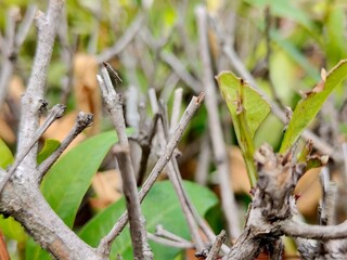 Detailed macro shot captures dry, gray tree branches and new vibrant green leaves, showcasing natural growth regeneration after pruning.