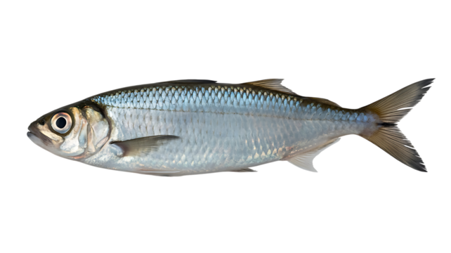 Herring isolated on transparent background