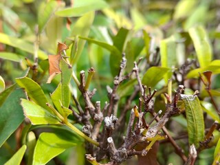 Detailed macro view of heavily pruned, woody branches amidst bright green, glossy leaves, symbolizing resilience and new growth in the garden.