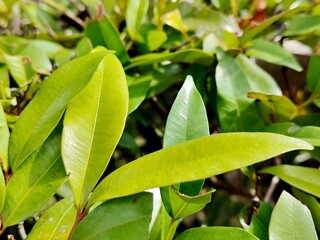 A beautiful macro view of lush, glossy green leaves thriving in bright sunlight, showcasing natural beauty, healthy texture, and fresh growth.