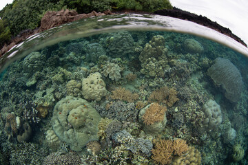 Fototapete bei efototapeten.de bestellen   